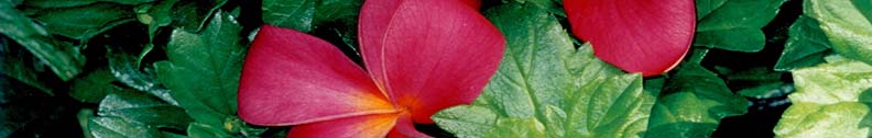 Maui vacation lodging Wailea Makena